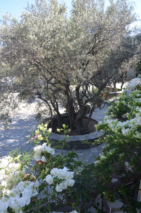 Andromeda Ξενοδοχείο Εξάμπελα Εξωτερικό φωτογραφία